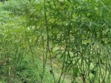 DIJUAL TANAH LUBUK MINTURUN Rp130.000.000