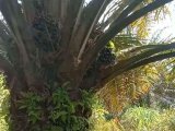 Dijual Tanah + Sawit