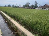 Sawah 126 tumbak bypas kadungora