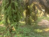 SAWIT PANGKALAN KERINCI