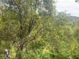 Kebun cengkeh