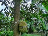 Tanah Murah Full Buah