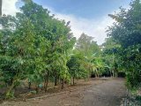 Tanah Kavling Murah Kebun Full Buah-buahan Dp 10jt