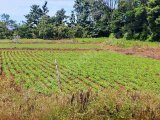 Tanah kebun subur, 1,1 Hektar SHM, gigit jln beton kampung. Alekarajae, Padanglampe, Pangkep