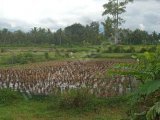Tanah Bersertifikat Halaban Solok