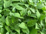 Bibit Cabe,terong Dan Tomat Siap Tanam