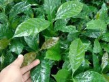 Bibit kopi Arabika