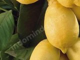 COD BIBIT JERUK (lemon,santang,nagami,tongheng dll) BERKUALITAS (stek/okulasi, cepat berbuah)
