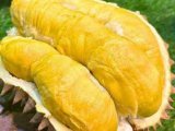 BIBIT DURIAN BAWOR SUPER