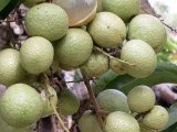 BIBIT KELENGKENG