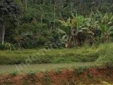 Jual tanah kolam ikan ada 3 kolam Luas 1000 mtr harga 75 jt akses mobil cocok buat ternak ikan