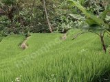 Jual tanah kebun dan pesawahan