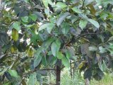 Jual BU Tanah Ada Pohon Durian Manggis