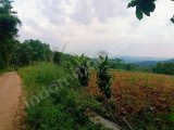 Jual kebun