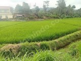Di jual tanah tepi jalan