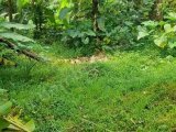 Jual cepat tanah kebun luas - + 800 meter surat girik harga 45 jt