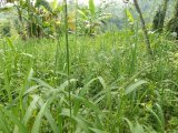 Dijual tanah seluas5300mtr surat girik sppt bisa naik AJB atau SHM