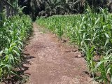 Dijual kebun sawit