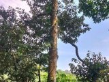 Dijual kebun produktif