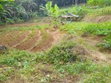 Jual cepat tanah kebun luas 1700 meter surat sppt girik harga 85 jt