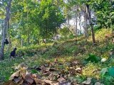 TANAH KEBUN PINANG JAYA