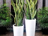 Indoor Plant - Teraso Pot - Decoration Pot - Office - Villa - Home