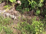 Di jual tanah di sabah balau di samping griya cemerlang 2